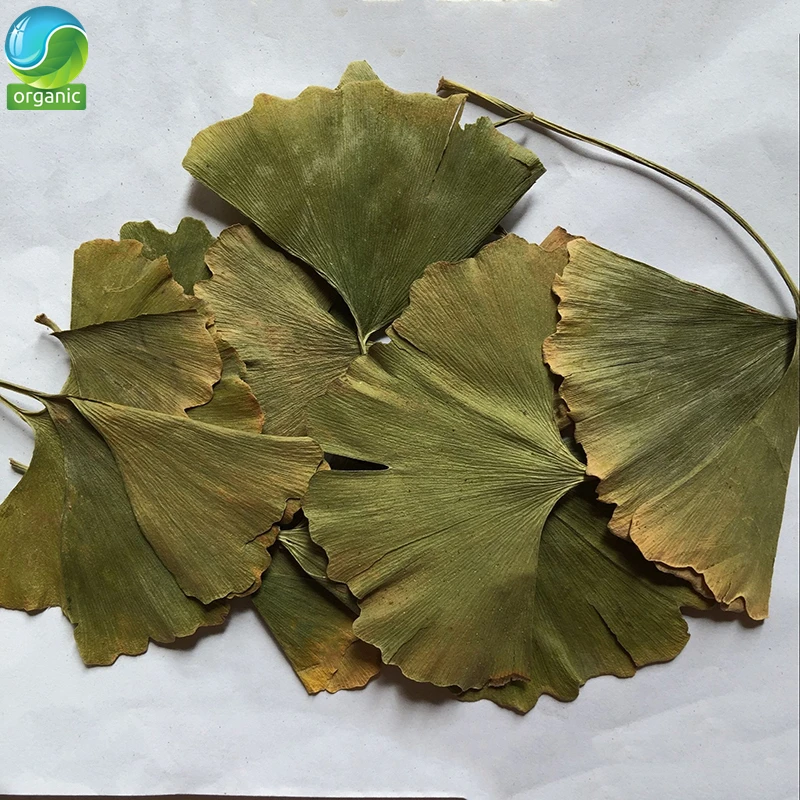 

Ginkgo Biloba Leaves Tea Chinese Ginkgo Tea,Yinxingye,GINKGO FOLIUM Ginkgo Biloba Folium Ginkgo GINKGO FOLIUM Green Herbal Green