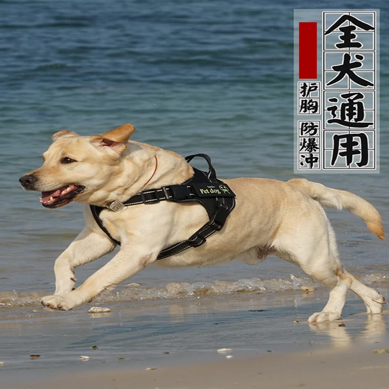Защита грудной клетки для домашних животных и пояс на спине взрывобезопасный