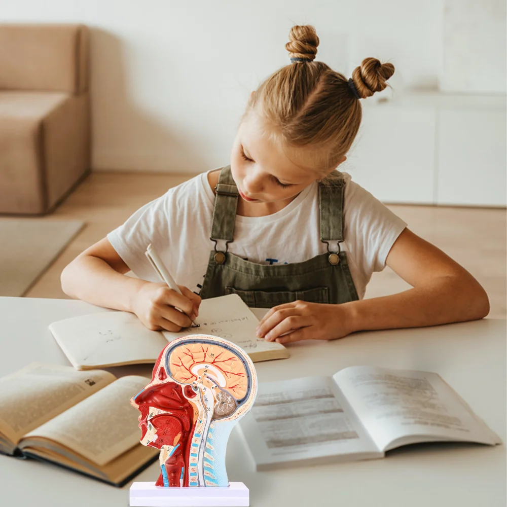 

1Pc Head Mid-Sagittal Section Model Anatomy Model Brain Structure Model