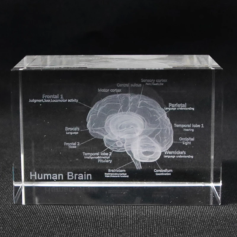Лазерная гравировка мозга 3D человеческая анатомическая модель пресс папье