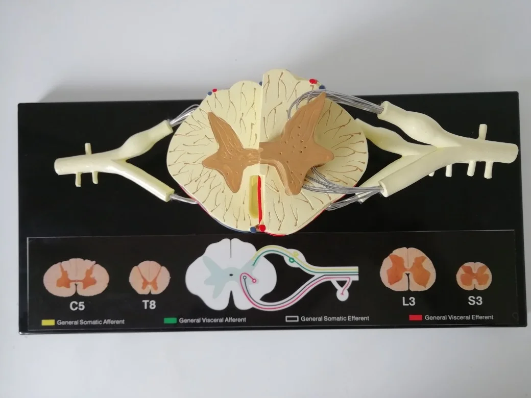 

Anatomical spinal cord nerve model 5 times Spinal nerves