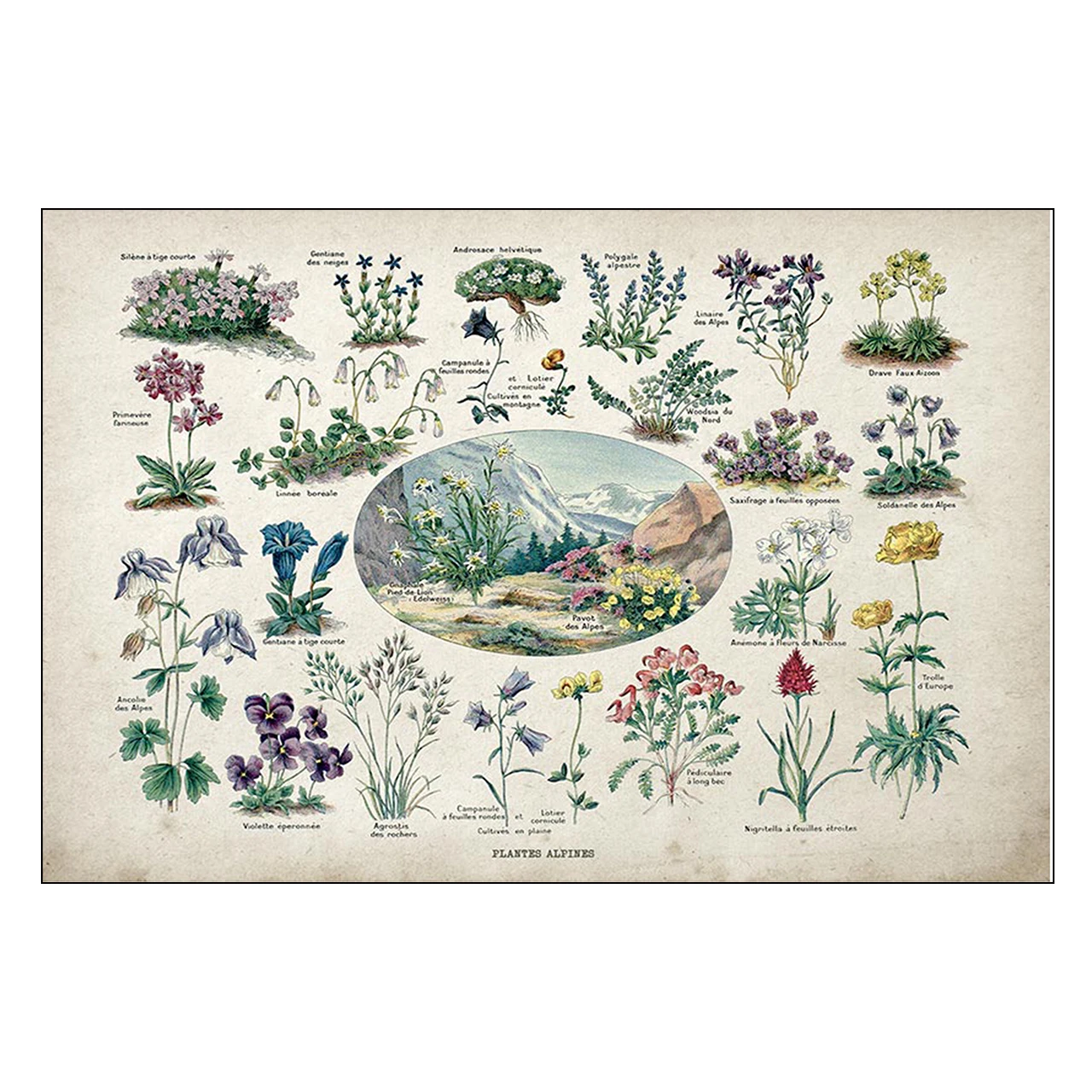 Paleobios растение ретро постер цветок животные насекомые бабочки грибы холст