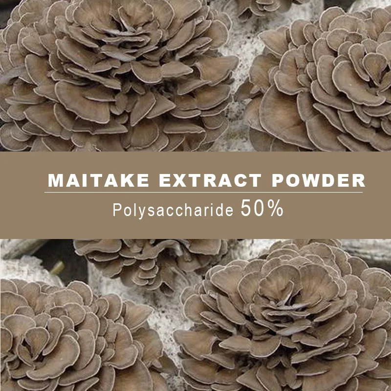 

Порошок экстракта Maitake, полисахарид Grifolafrondosa 50%