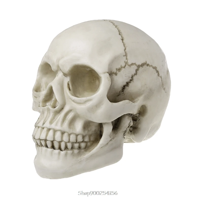 

Resin Art Human Skull Replica Teaching Model Realistic 1:1 Adult Size O19 20 Dropship