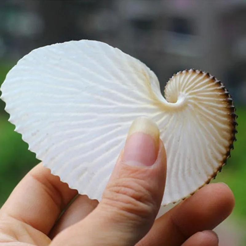 1pc 5cm Natural Conch Shell Mediterranean Terraces Wall Decoration Collection Gifts Large Octopus Coral Snail Shells Specimens | Дом и сад