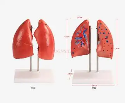 Легких модель медицинского слуховые аппараты Легочное Дыхание легких
