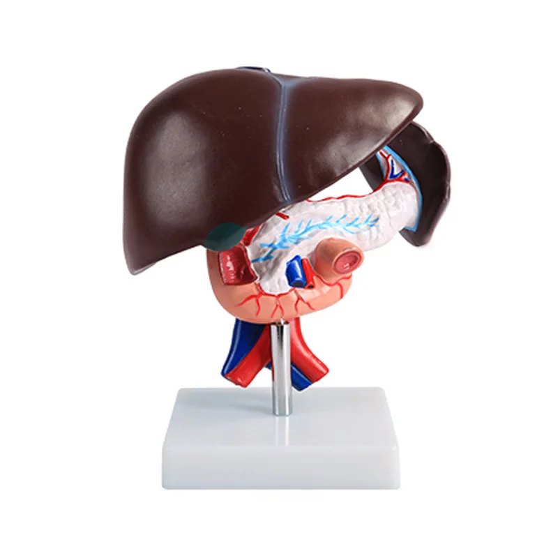 Печени поджелудочной железы модель двенадцатиперстной кишки для медицинской