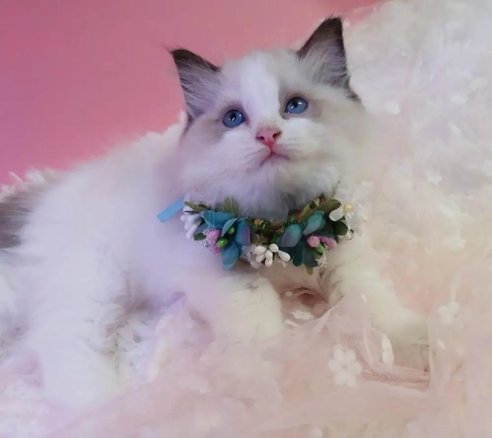 

Pet Accessories Dog Necklace Cat Handcrafted Bunny Wreath Head Flower Cat Teddy Artificial Flower Headband Collar