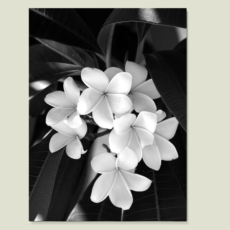 Черно белый настенный постер с цветами девушка скандинавский желтый дождь лодка