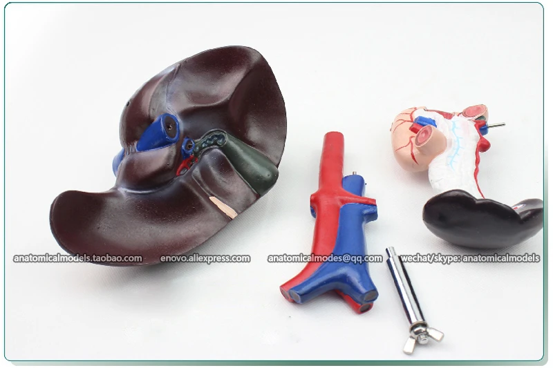 

12540 / Human Liver, Pancreas and Duodenum Anatomy Model, Medical Science Educational Teaching Anatomical Models