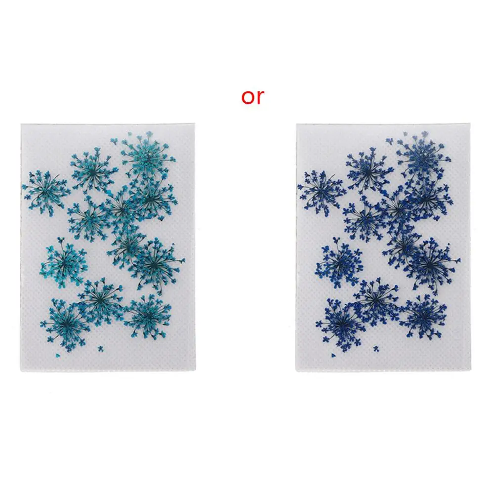 12 шт настоящие прессованные цветы кружева Анны сушеные для изготовления