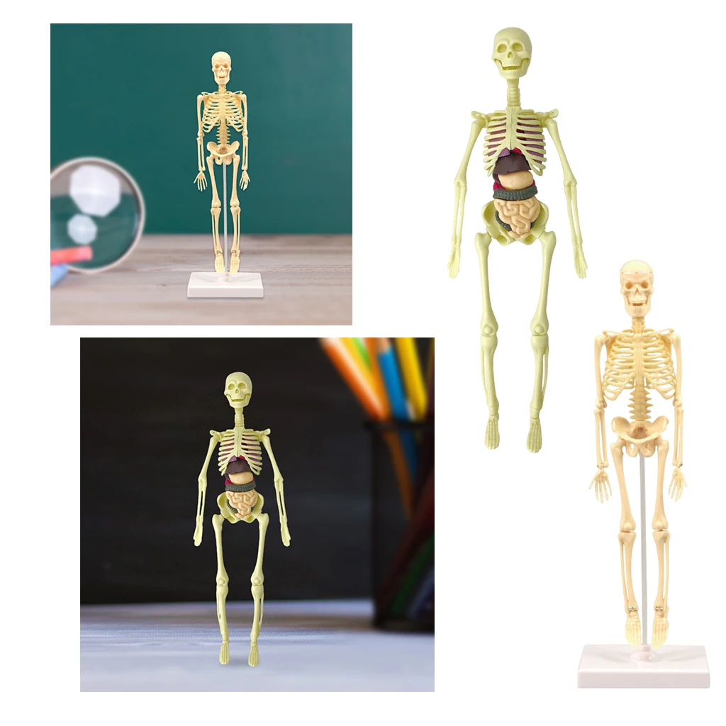 Model Realistic Body Anatomy for Learning Science Teaching | Игрушки и хобби