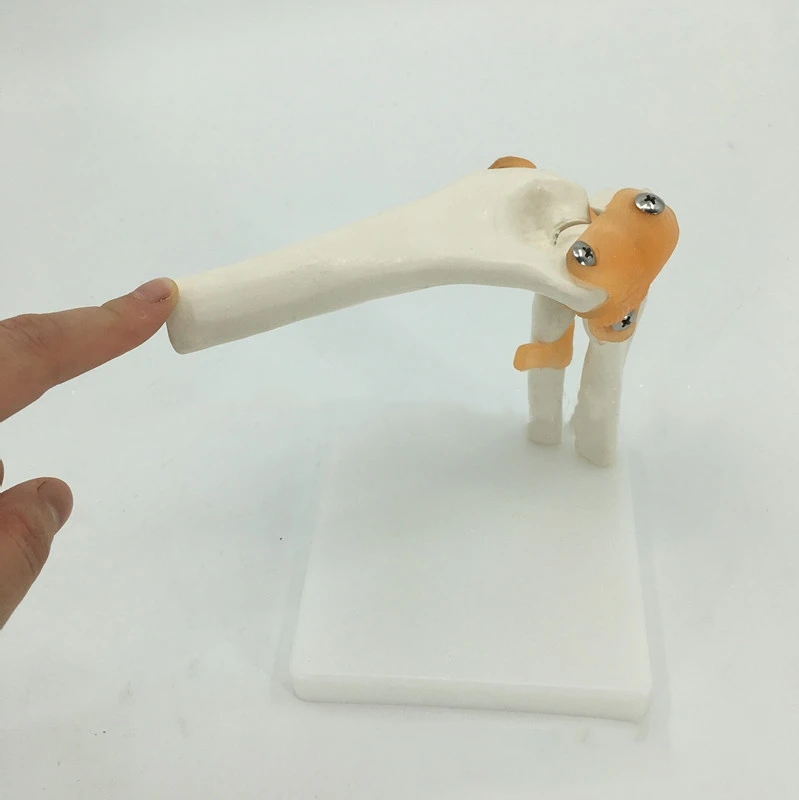 

Functional Elbow Joint Human Bone Dummy Bone Joint Dummy Elbow Joint Model