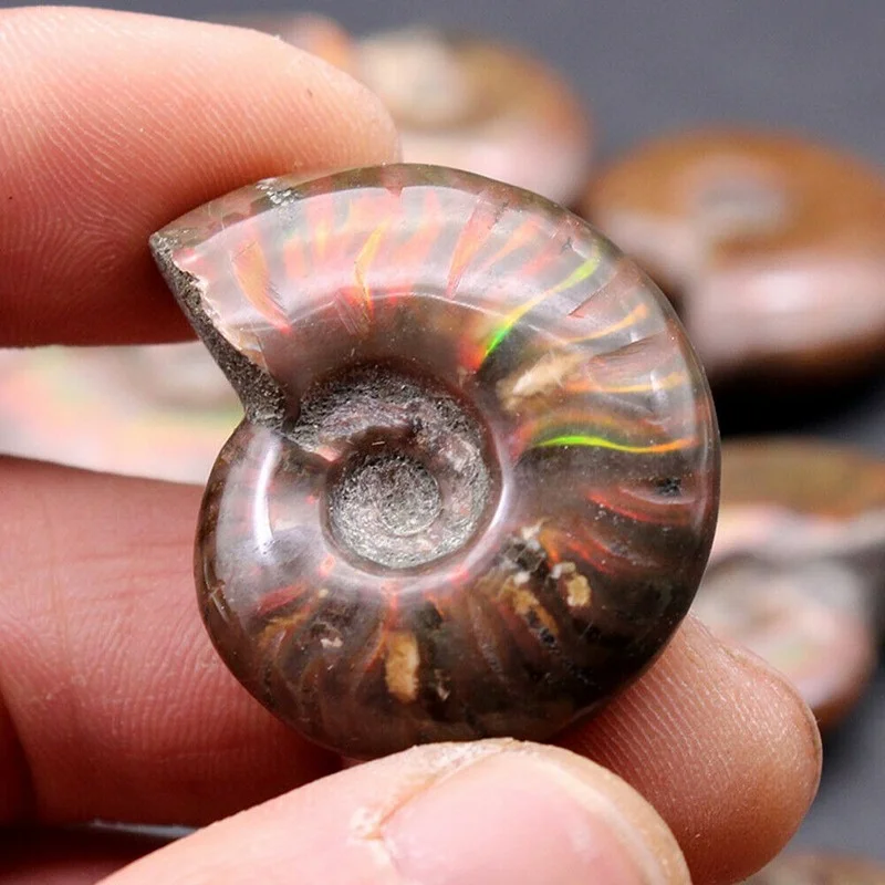 

Natural Conch Fossil Rough Stone Iridescent Ammolite Facet Specimen Fossil Madagascar Stone Pendant Necklace Home Craft Decor