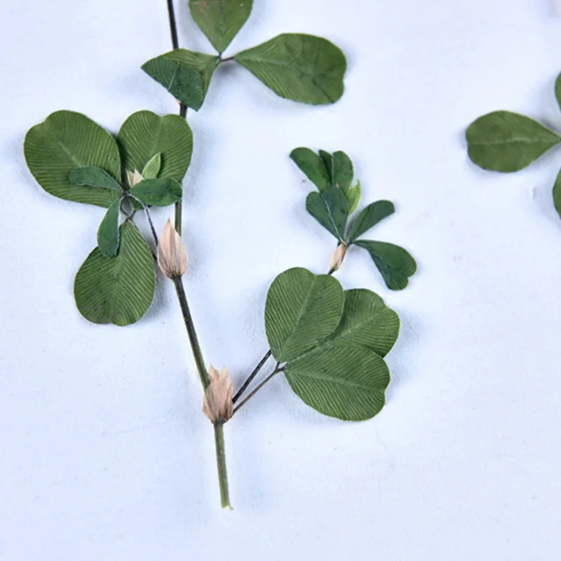 

Pressed Natural Dried Chiba grass Leaf Handmade Herbarium For Epoxy Resin Jewelry Making Makeup Face Nail Art Craft DIY