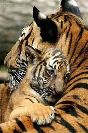 

5D DIY Diamond Painting Tiger Animal Full Square Painted Animal Mosaic Embroidery Cross Stitch Christmas Decorations For Home