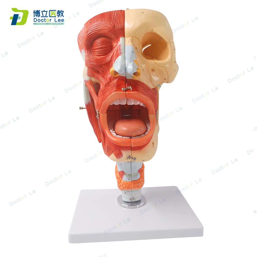 

New Anatomia Model for Medical Supplies and Equipment Cavities of Nose Mouth and Throat with Larynx