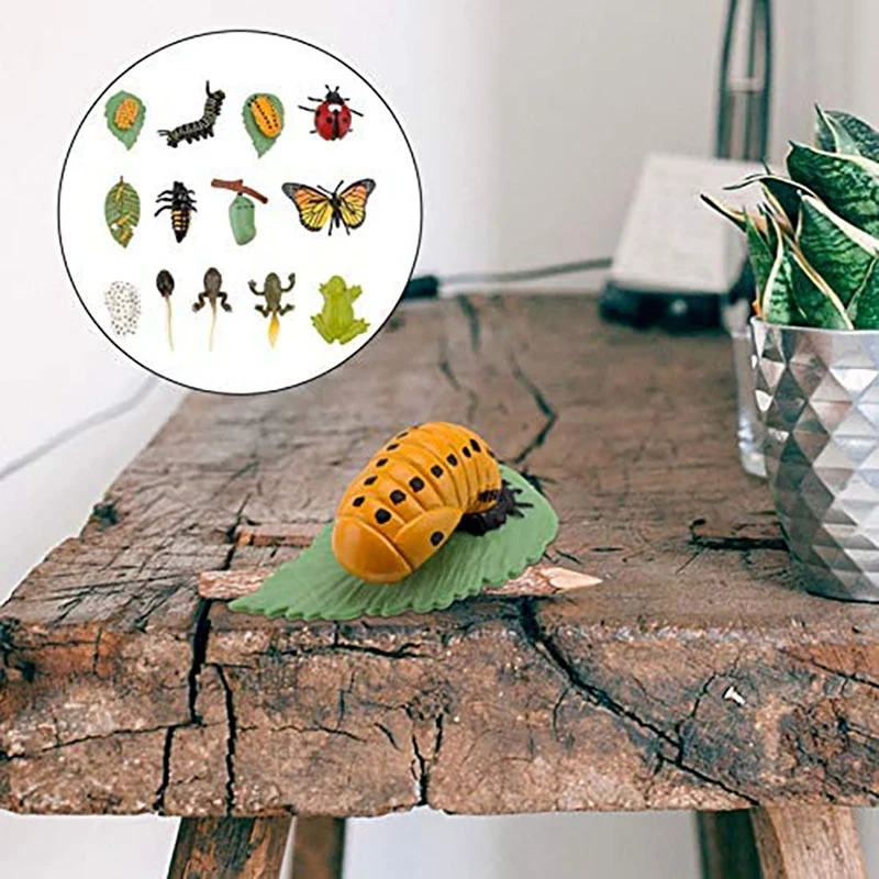 

3 Sets Plastic Life Cycle Toys Ladybug Growing Kit Frog Life Cycle Butterfly Life Cycle Kit Bug's Life Toys