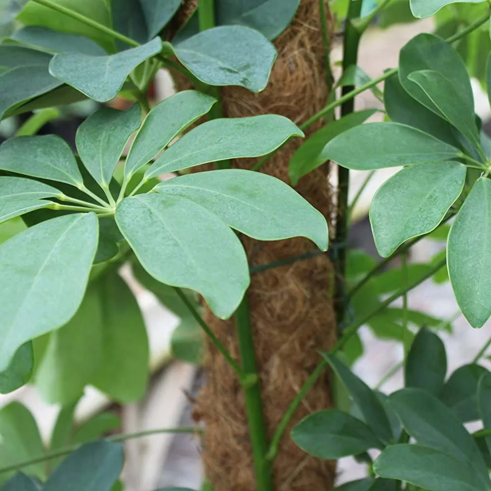 Опора для дома кокосовое волокно стойка подъема растений удлинитель офиса рама