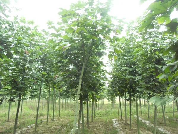 150 шт. павловния|Искусственные и сухие цветы| |