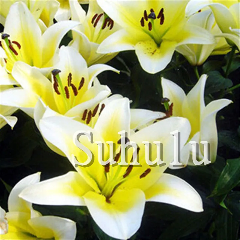 100 шт искусственная лилия | Дом и сад