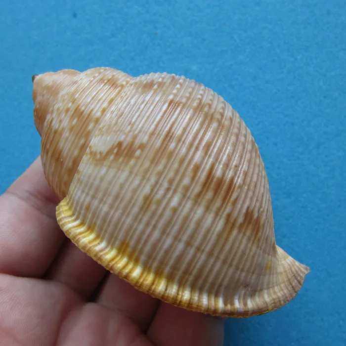 

8.2 cm Rough Conch Conch Rare Conch Collection Home Decoration