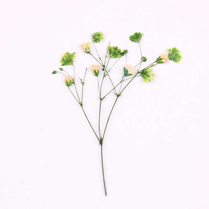 50 шт./пакет Гипсофила сухих цветов с тисненным изображением цветка тиснением