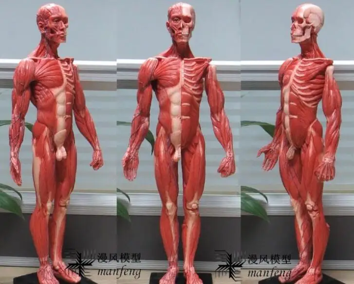 30 см Медицинский рисунок бюст CG ссылка арт Применение человека мышцы головы