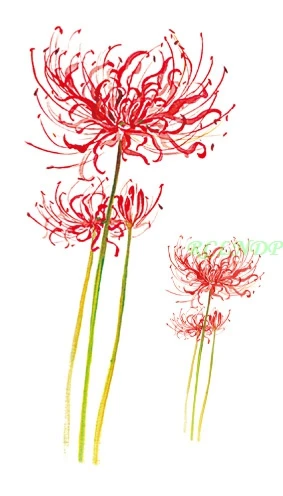 Водонепроницаемая Временная тату Bana red flower Lycorisradiat tatto наклейки флэш-тату
