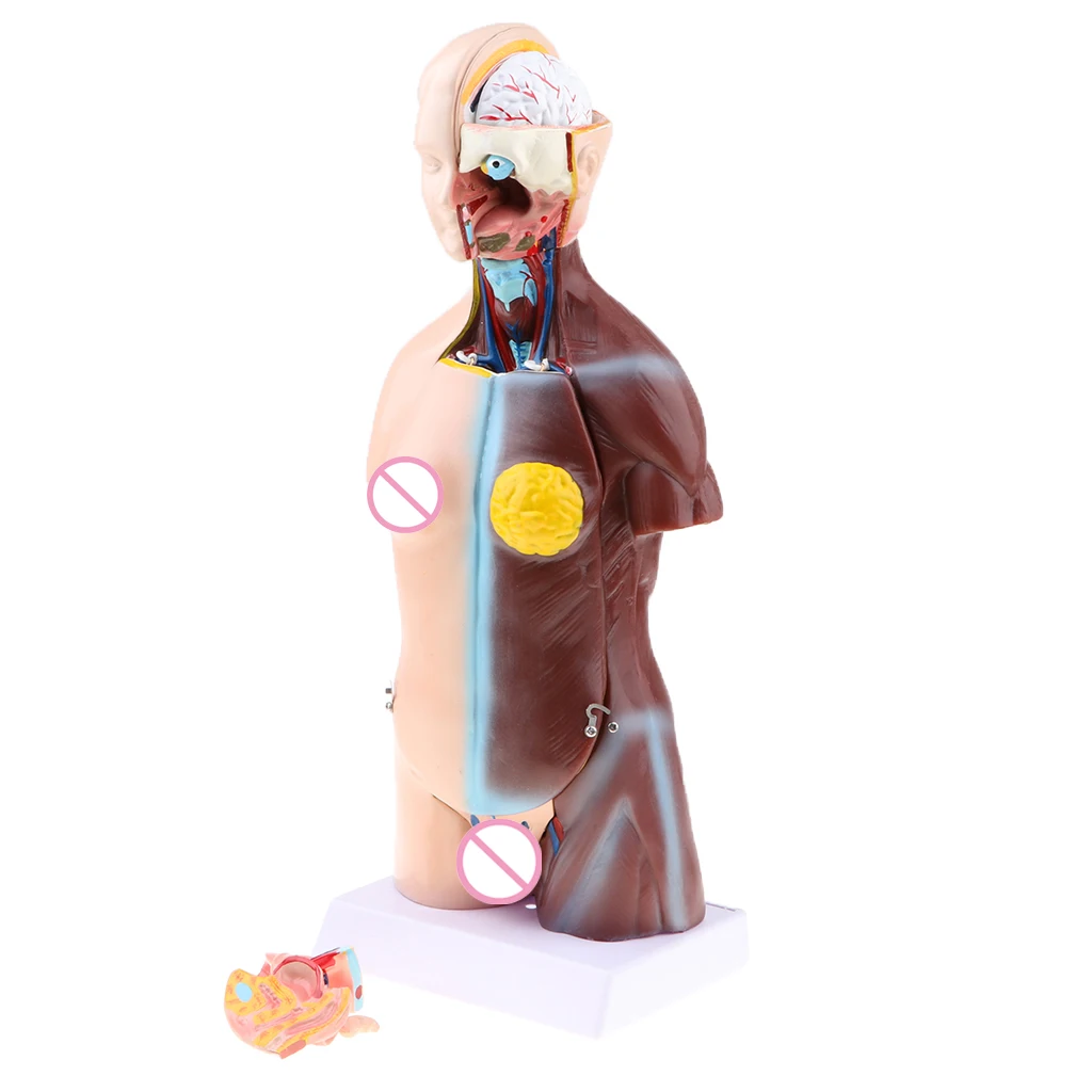 

Модель анатомии человеческого торса для двойного секса, медицинский развивающий каркас мозга, медицинский лабораторный дисплей 18 дюймов