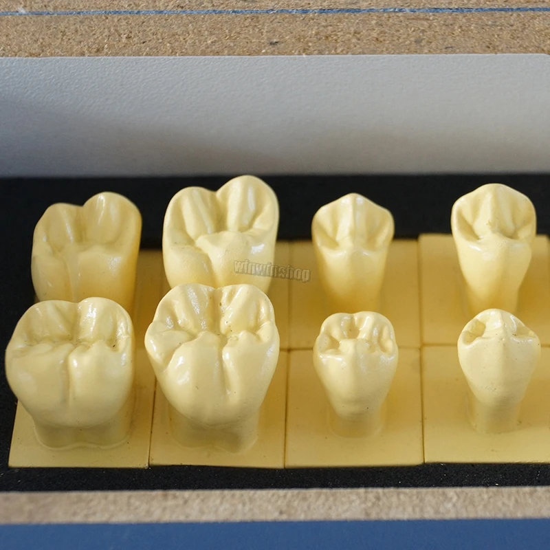 Dental model permanent tooth with basic teeth (base 1.5 times natural size) dentist dental anatomy anatomical | Красота и здоровье