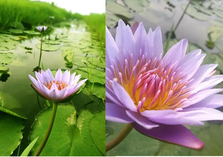 

Organic Blue Lotus Dried Whole Blooming Flower Nymphaea Caerulea