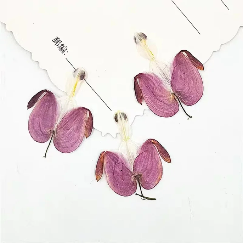 100 шт. прессованный высушенный Calceolaria Фиолетовый цветок лист гербарий из растений