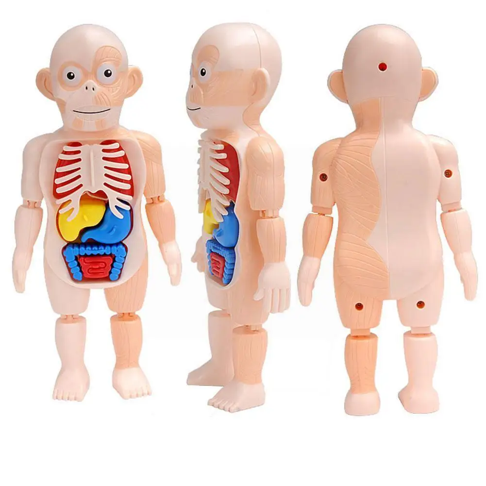 

DIY Assembly Toys Human Organ Model Enlightenment Experimental Toys For Kids Equipment Educational Scientific Teaching Aids T7N2