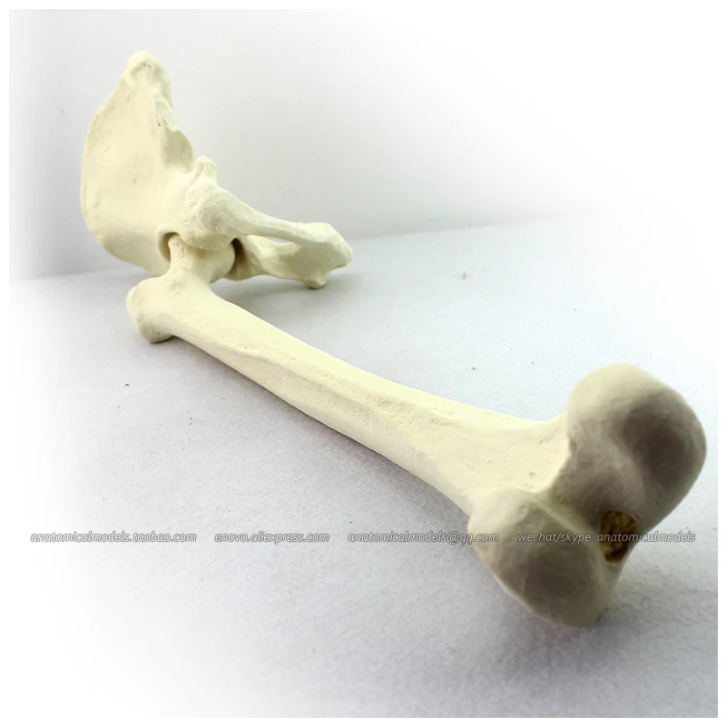 12314 / Simulated bone Hip+Tibia Medical Orthopaedic Operative Training Model | Канцтовары для офиса и дома