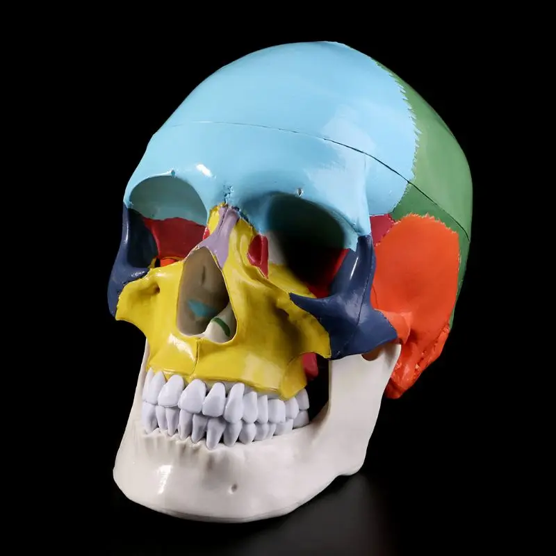 

Красочная модель человеческого черепа, анатомическая Анатомия в натуральную величину, медицинское обучение, голова скелета, Обучающие при...