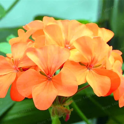 100 шт./пакет Разноцветные Цветок герани flores бонсай растения красивые цвета радуги с цветочным рисунком растения для дома и сада - Цвет: Фиолетовый