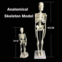 human anatomical anatomy skeleton model medical learn science medicine teaching equipment skull model 45cm20cm