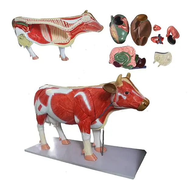 

Animal Acupuncture Model, Dog Cat Horse Cow Animal skeleton Anatomy Model