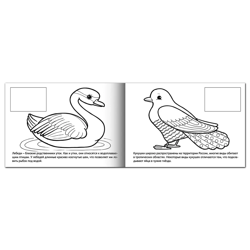 Книжка-раскраска А5 4 л. HATBER с наклейками Мои первые уроки Птицы 4Р5н 05826 R002705 |
