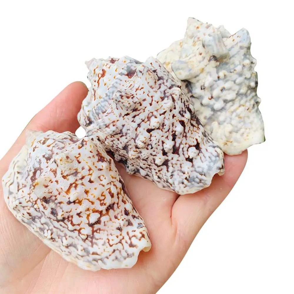 

Strombus Lobatus Raninus, Polished Sea Shells – Approx Weight 29g To 45g Great For Home Tank Decor Display Wedding Centerpieces