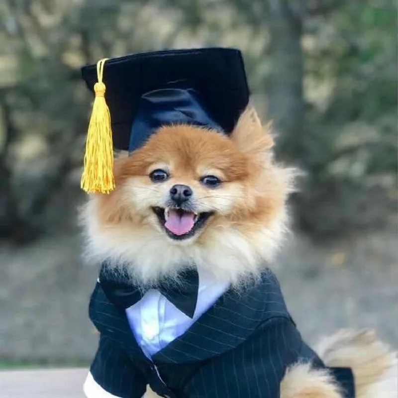 

New Puppy Doctor Hat Custom Dog Hat Graduation Cap Student Tassel Graduation Cap Pet Hat