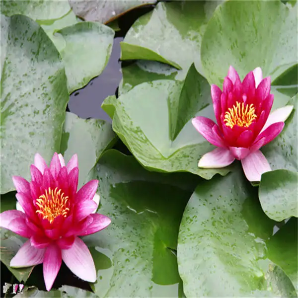 5 шт./лот японский цветок лотоса чаша гидропонная вода Лилия экзотические водные
