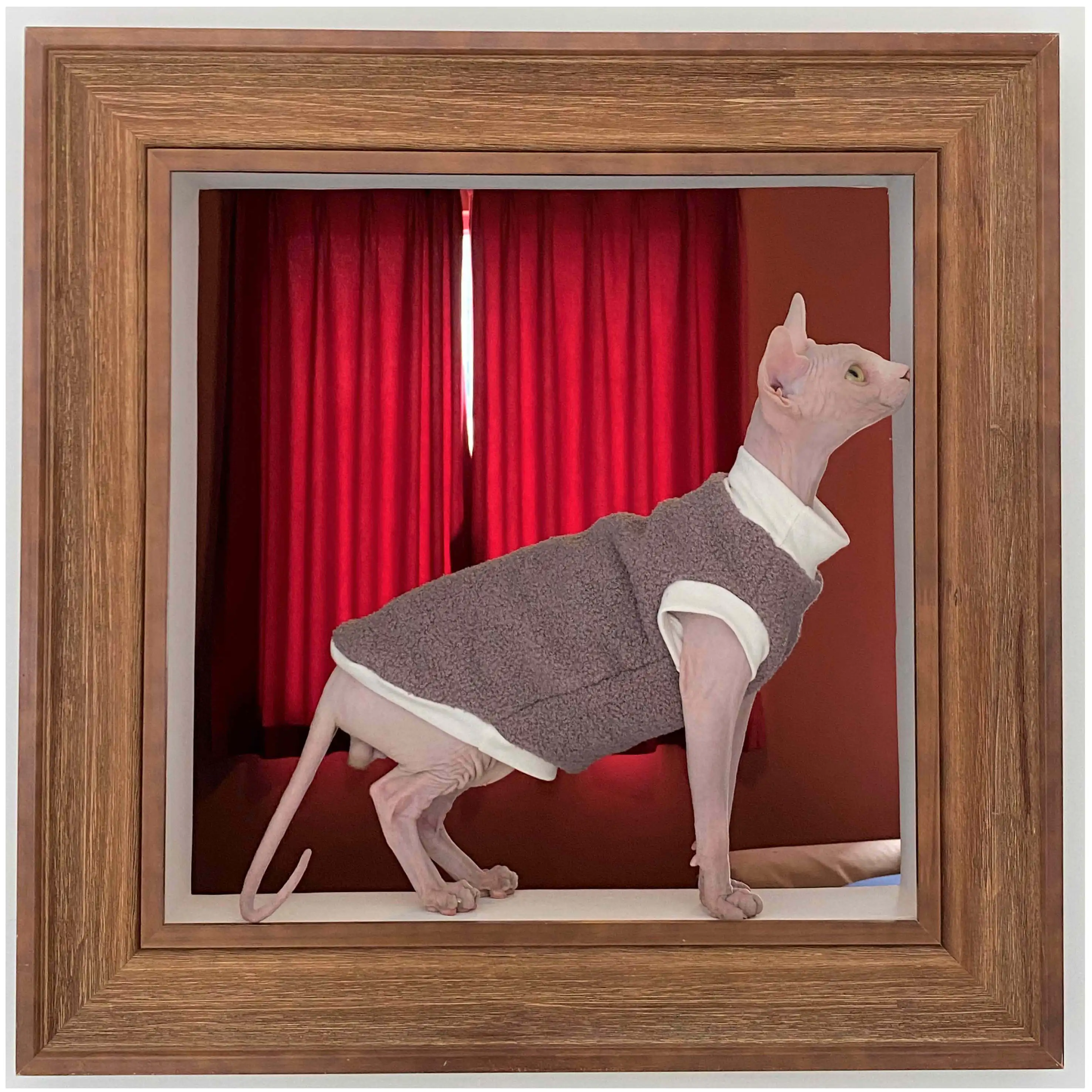 

Sphinx Costume hairless cat Clothing Vest German curlyCat Outfits pet Apparel thick skin-friendly Fall Winter Sphynx Cat Clothes