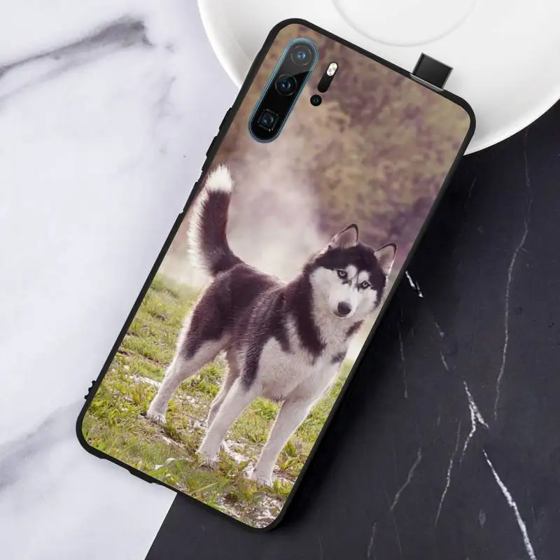 

Alaskan Malamute Siberian husky dog Phone Case For Huawei honor Mate P 10 20 30 40 Pro 10i 9 10 20 8 x Lite