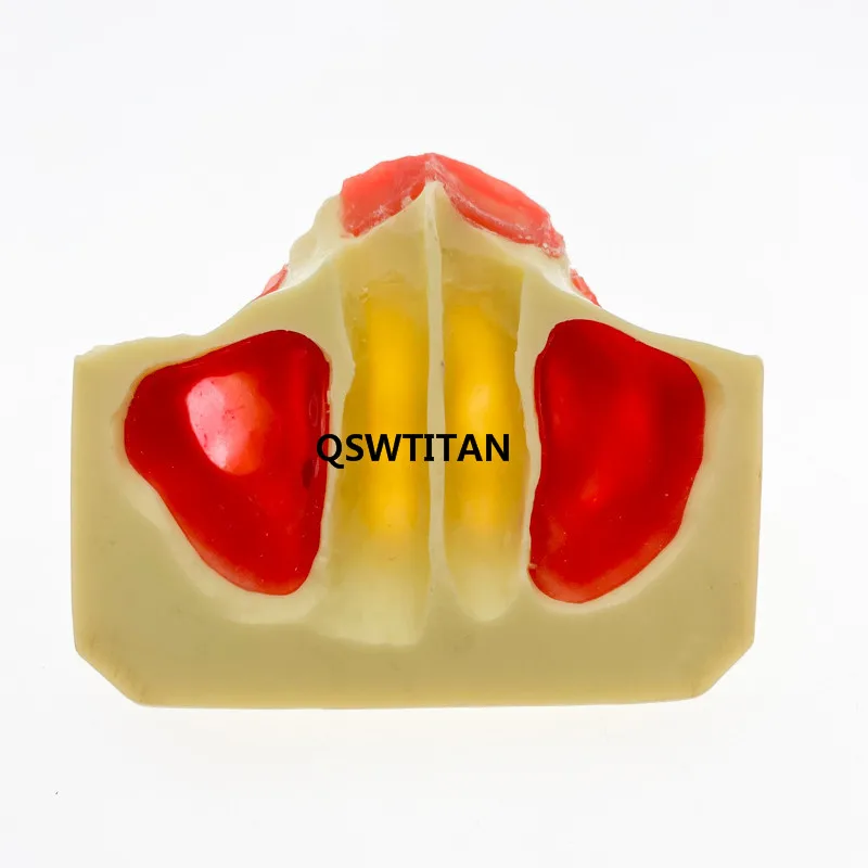 Стоматологическая модель для тренировки зубов обучения #2012 обучающая | Красота и