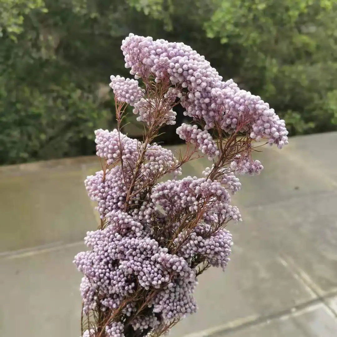 

20g/Bouquet,Natural Fresh Preserved Mi Flower,Dried Eternal Flower for Wedding Party Home Decoration accessories,Display flowers