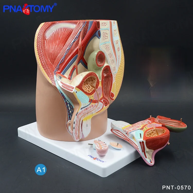 1:1 модель полости таза в натуральную величину репродуктивная система обучающий