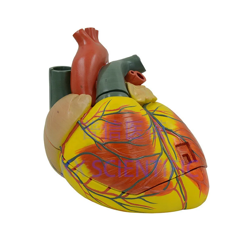 

3 3 parts times heart anatomy model Separable atrium and ventricle Cardiology Teaching display teaching aid model 27*31*27cm