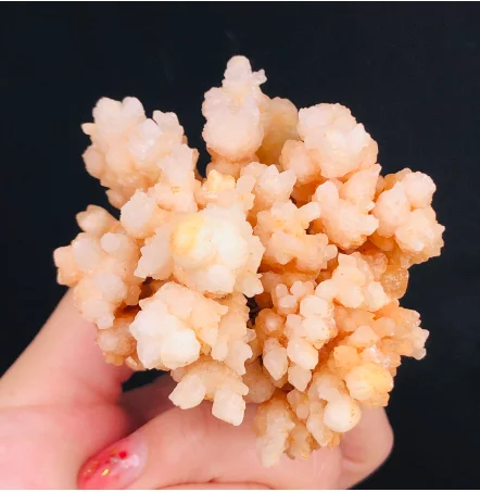 Heliopora coerulea. Красный коралл камень. Серый коралл. Пластины коралловые. Коралл камень на белом фоне.